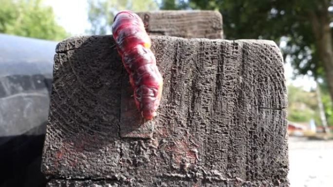 在木梁上播放大而长的红色worm的视频
