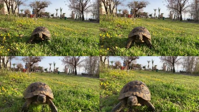 乌龟在绿草上缓缓穿过场景行走缓慢地看着相机古老的濒危热带野生动物