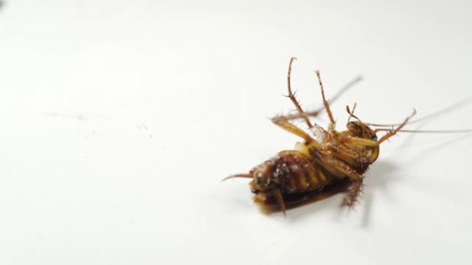 蟑螂躺在白色的地板上，不能爬行。死于杀虫剂。宏观拍摄。恶心。