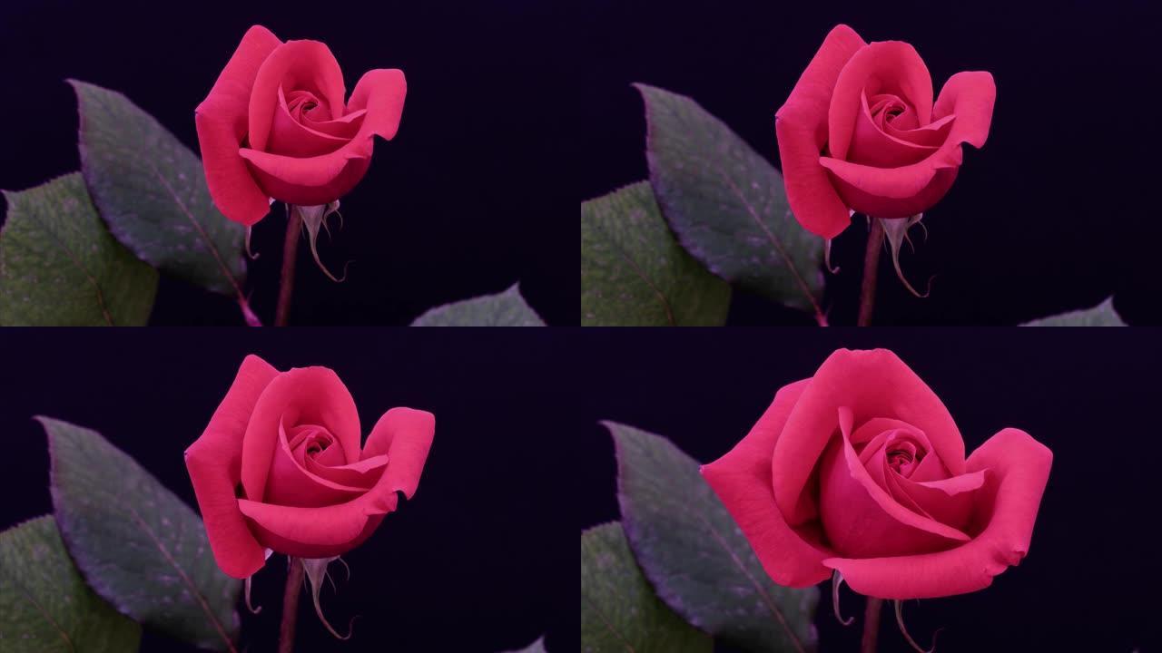 红玫瑰从芽到大花的延时镜头被隔离在黑色背景上，4k放大电影。