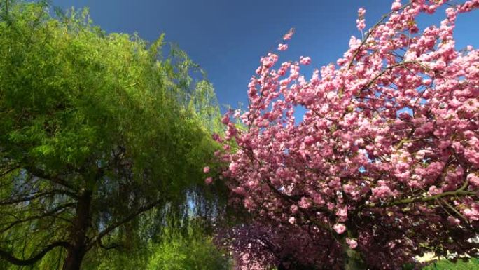盛开的樱桃树花