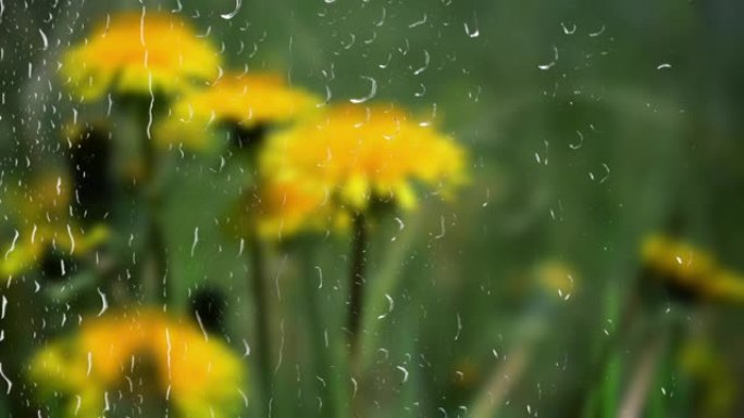 雨时窗外的蒲公英。