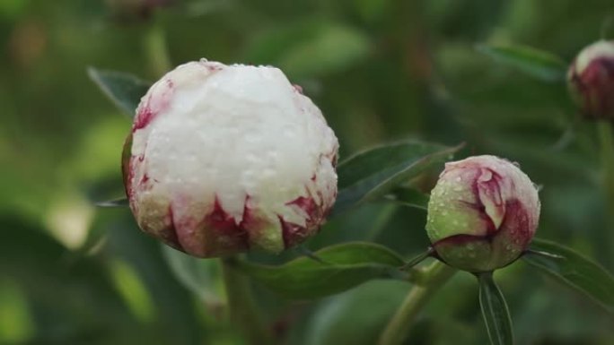 白牡丹花，雨后露珠，公园里美丽的花朵。盛开的牡丹花。