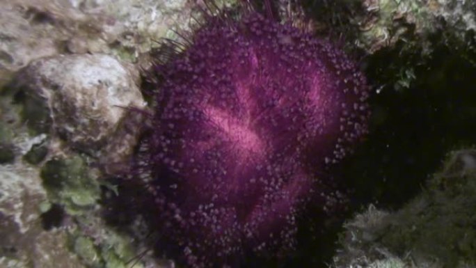 红海背景海洋景观中的海胆紫锥草。