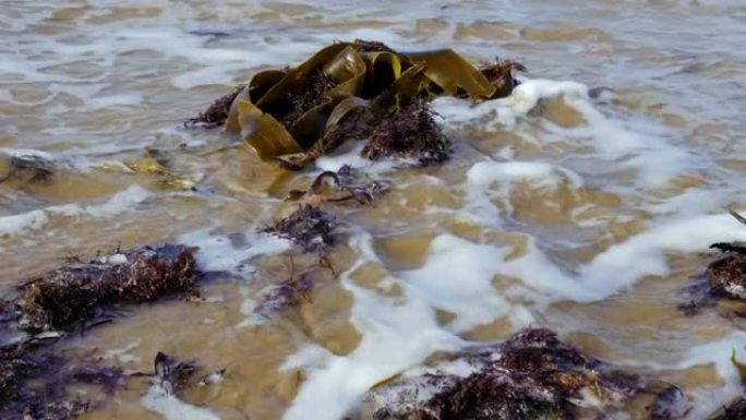 摩洛哥埃绍伊拉海滩上的海藻，海藻，海菜。