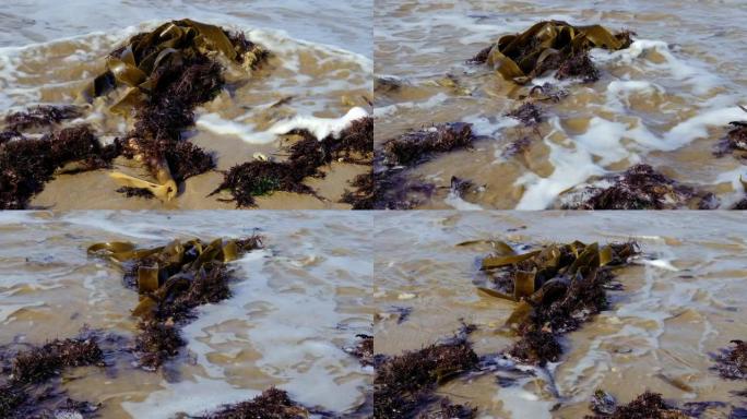 摩洛哥埃绍伊拉海滩上的海藻，海藻，海菜。