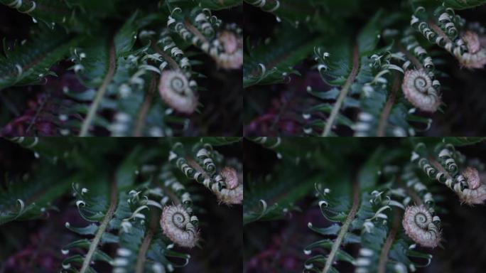 剑蕨的近距离拍摄片段