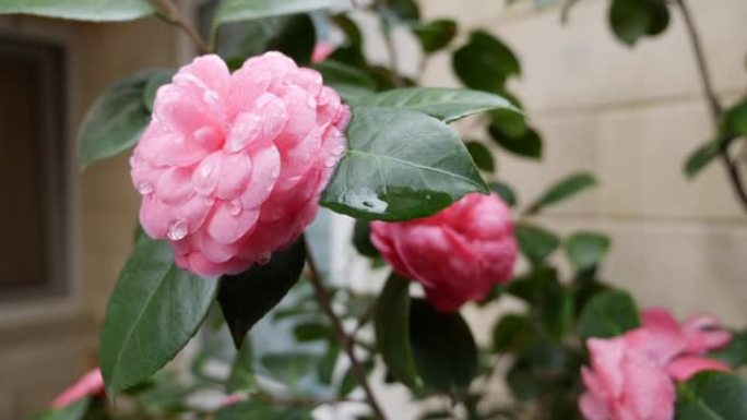 树枝山茶或普通山茶，春天开粉红色的花。春天的花朵。在花园树木中开花，在盛开的白花的背景下。自然。特写
