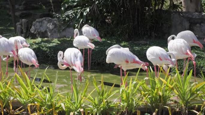 天然动物园公园里的大火烈鸟粉红鸟。