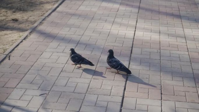 两只鸽子一步一步地沿着公园里的小路走。有趣的慢动作