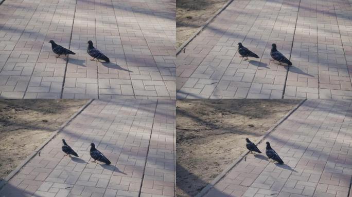 两只鸽子一步一步地沿着公园里的小路走。有趣的慢动作