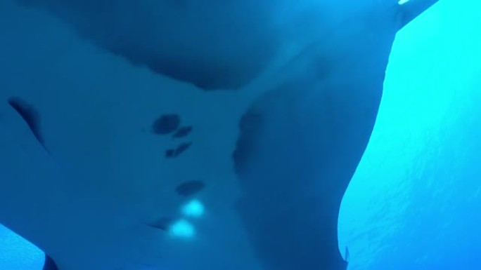 漂浮在蓝色海水背景上的巨型黑色海洋螳ant