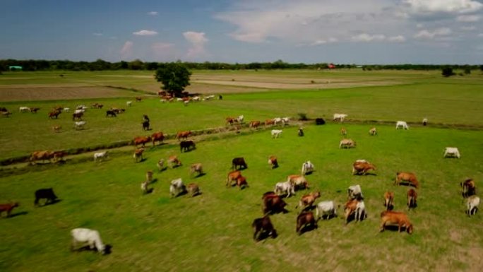 一群牛航拍俯拍田园风光绿色有机