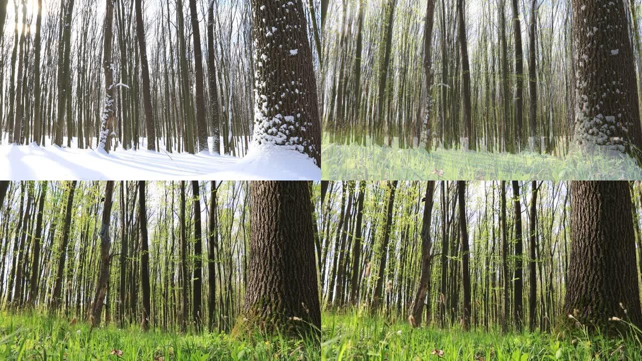 森林从冬天到夏天的过渡季节