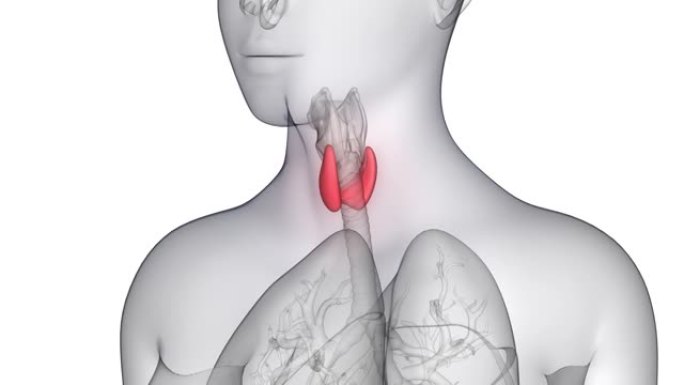 人体腺体甲状腺解剖动画概念