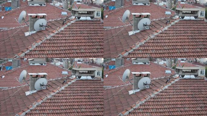 白天，一只鸟在屋顶上鸣叫，上面放着卫星