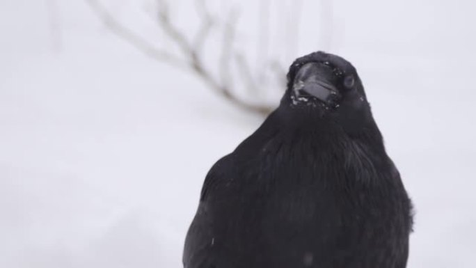 降雪期间普通乌鸦 (Corvus corax) 的肖像