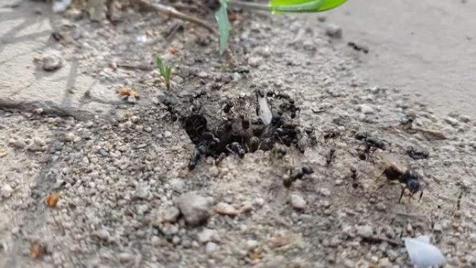 户外石头地板上的小蚂蚁巢。黑蚂蚁和翅膀的雌性在入口处爬行