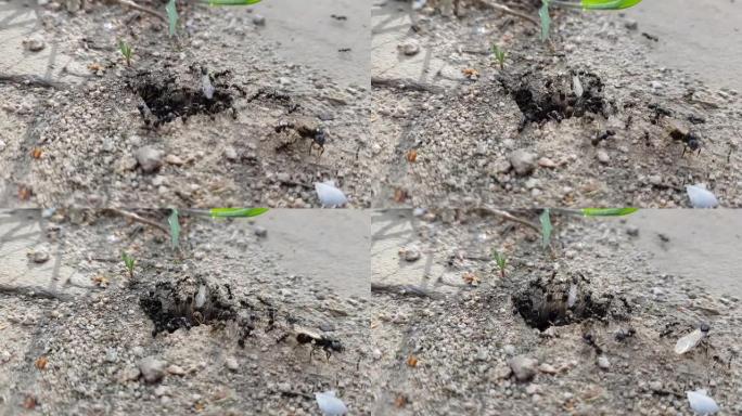 户外石头地板上的小蚂蚁巢。黑蚂蚁和翅膀的雌性在入口处爬行