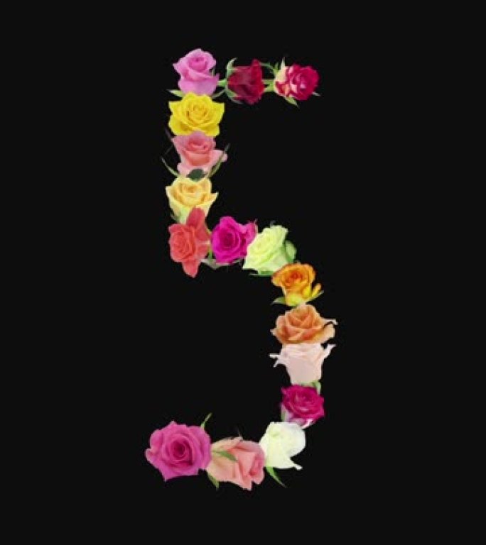 5号形状的彩虹玫瑰开口，垂直构图