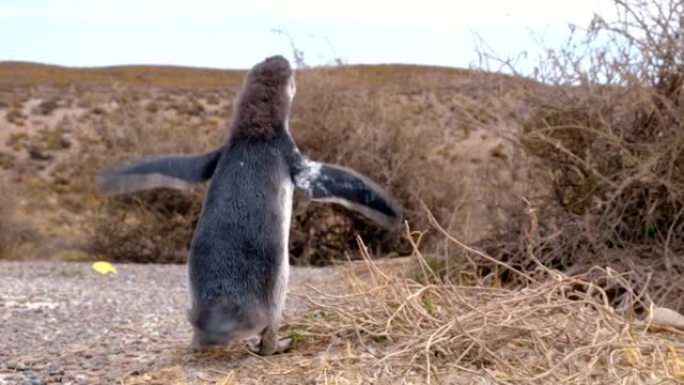 麦哲伦的小企鹅行走并移动其殖民地的鳍。