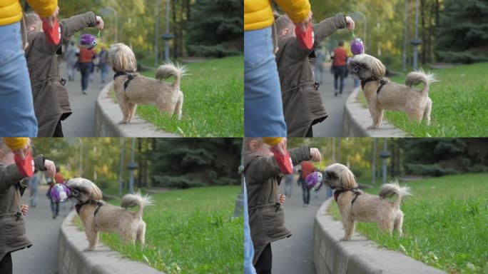 小女孩在秋天公园的草坪上与西施犬玩耍