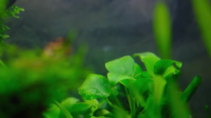 水族馆森林的图像素材