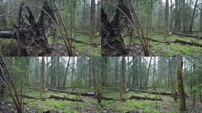 美丽的神秘森林，有绿色的苔藓和可爱的阳光，有薄雾的蒸汽和雨水。