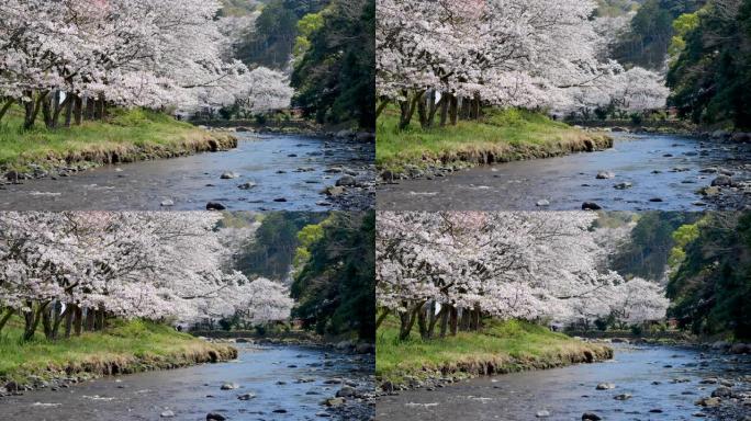 樱花，樱花在春天的日本两岸附近盛开