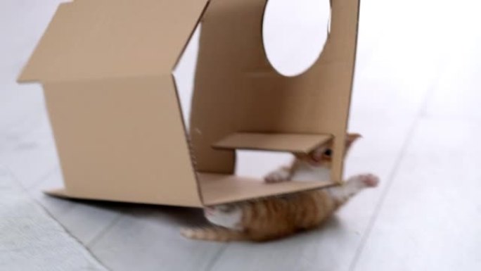 4k有趣的情况姜小猫试图爬上纸板箱的顶部，猫摔倒，摔断和掉落的盒子。好奇嬉戏的红色小猫在家玩耍