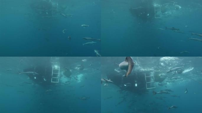 斐济海洋野生动物船底附近的水下鱼类。