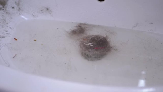 浴室里被头发、羊毛、杂物堵塞的水槽。下水道堵塞。180fps