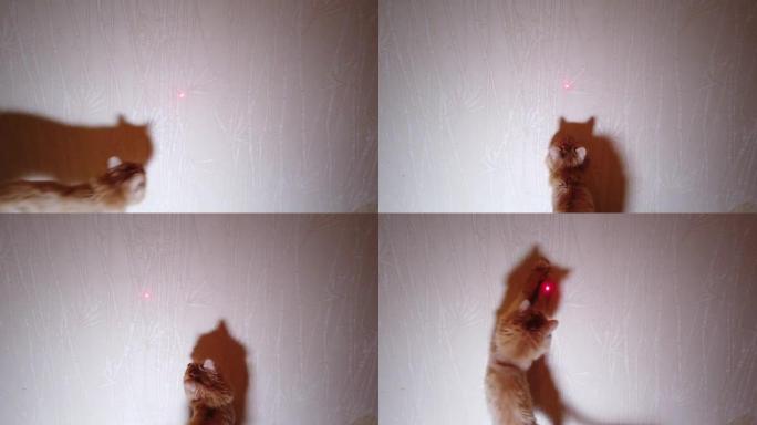 猫玩激光笔红点