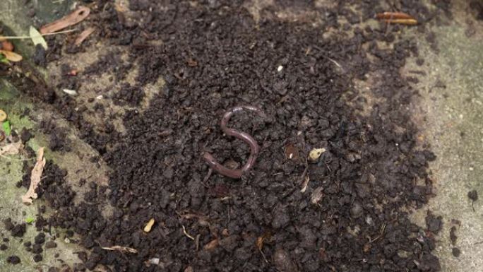 花园土壤中的蚯蚓。