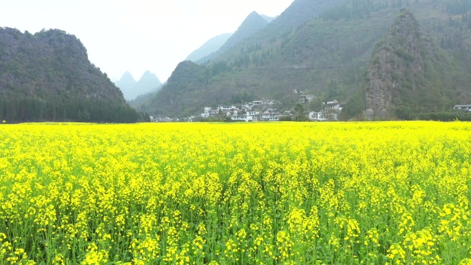 村庄前的油茶花地