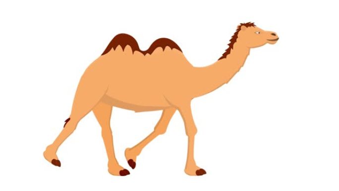 骆驼。动物骆驼的动画。卡通