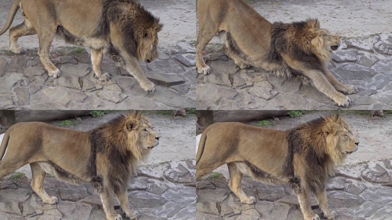 亚洲猛兽狮王吃完饭后心情很好。