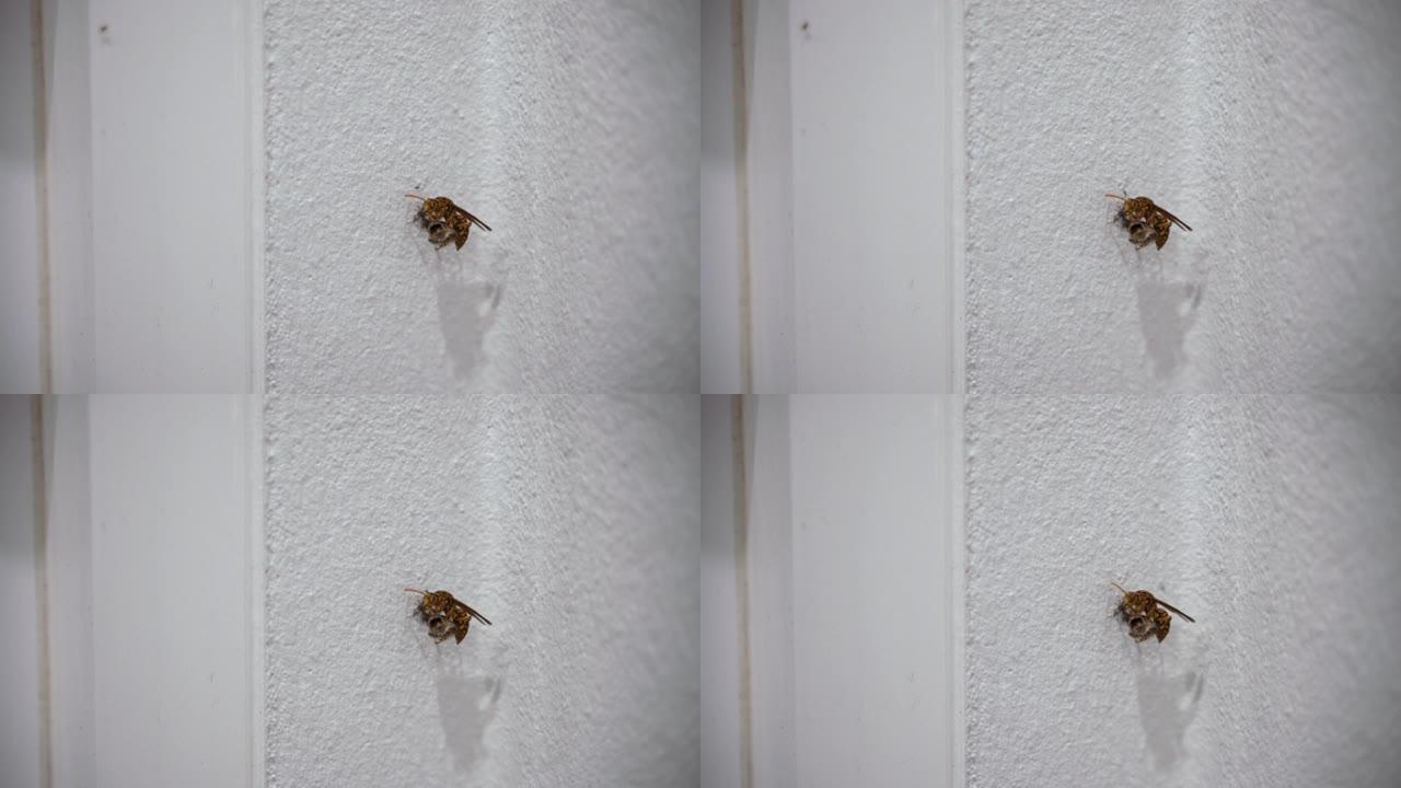 巨型虎蜂或大黄蜂筑巢
