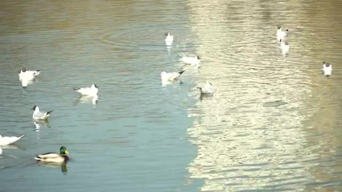 许多鸭子，龙雀和黑头海鸥的水生鸟类在水库中随机游动