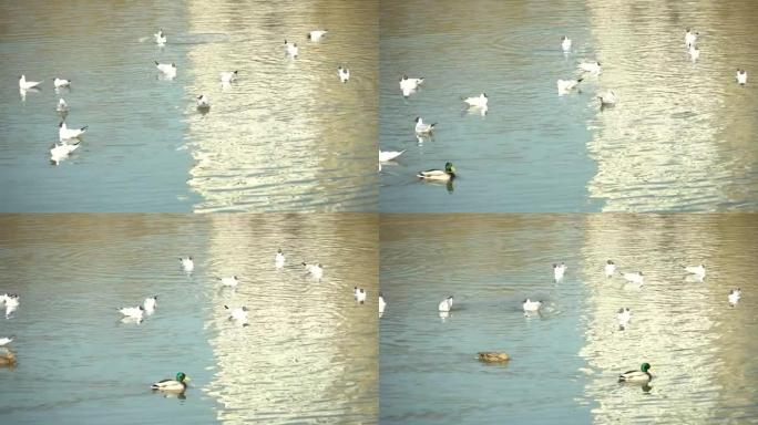 许多鸭子，龙雀和黑头海鸥的水生鸟类在水库中随机游动