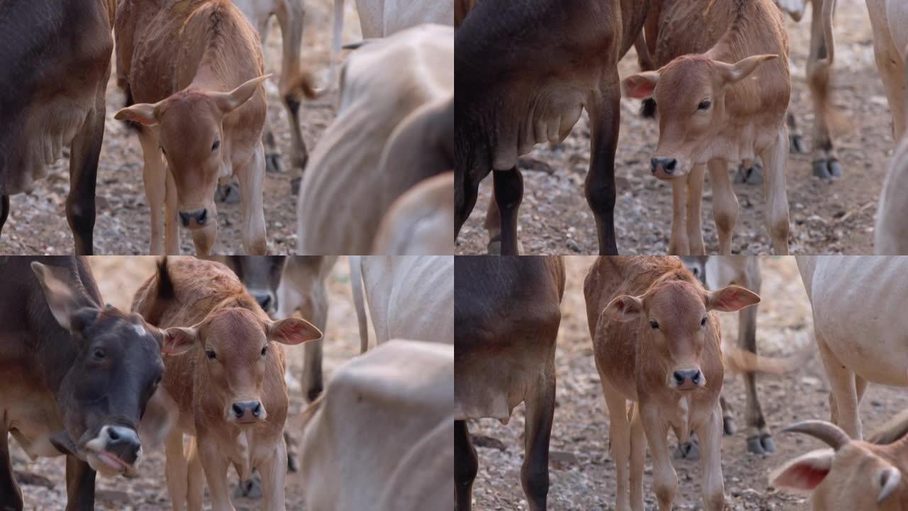 泰国清迈牧场里的一群亚洲奶牛。