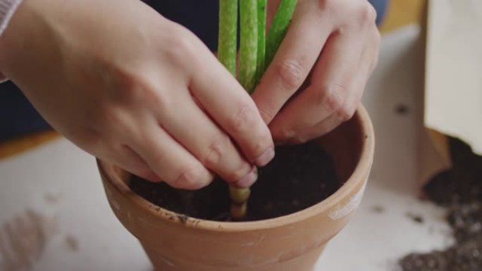 植物学家灌封年轻芦荟切割的慢动作镜头