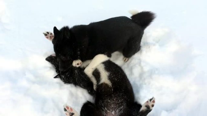两只狗俄罗斯-欧洲爱斯基摩犬在西伯利亚的雪地里玩耍。