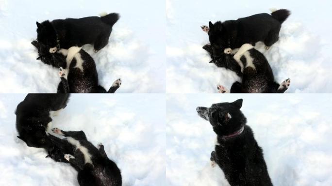 两只狗俄罗斯-欧洲爱斯基摩犬在西伯利亚的雪地里玩耍。