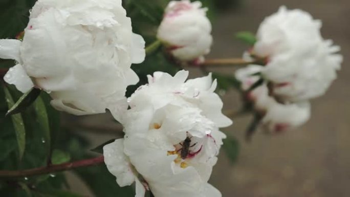 白牡丹花，雨后露珠，公园里美丽的花朵。盛开的牡丹花。