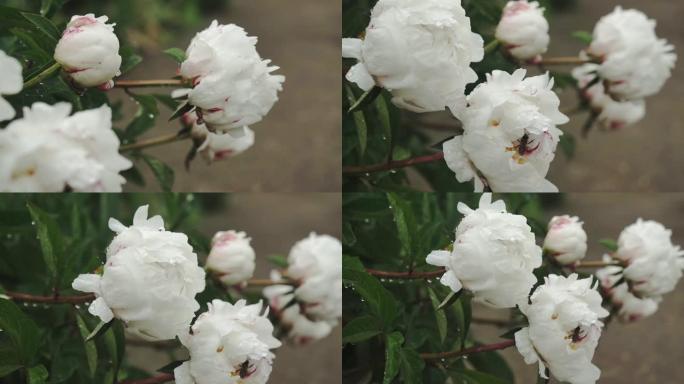 白牡丹花，雨后露珠，公园里美丽的花朵。盛开的牡丹花。