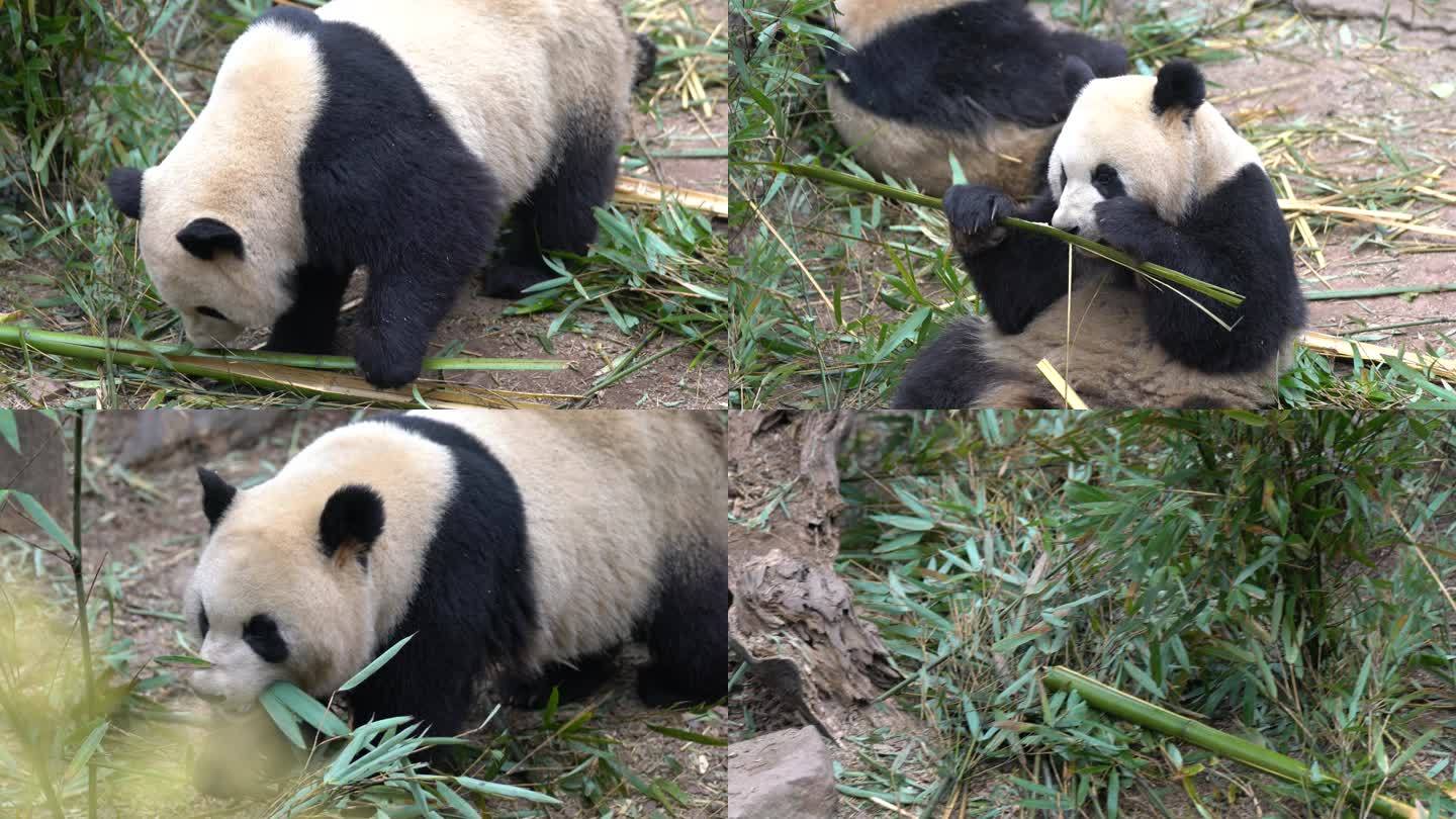大熊猫 进食 玩耍