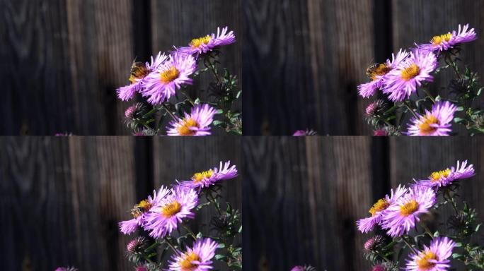 蜜蜂在花开周围飞翔并收集花粉。Dop，宏，特写