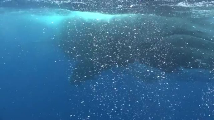 座头鲸在太平洋水面附近。