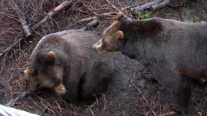 雨天两只黑熊的近景。阿拉斯加的野生动物。